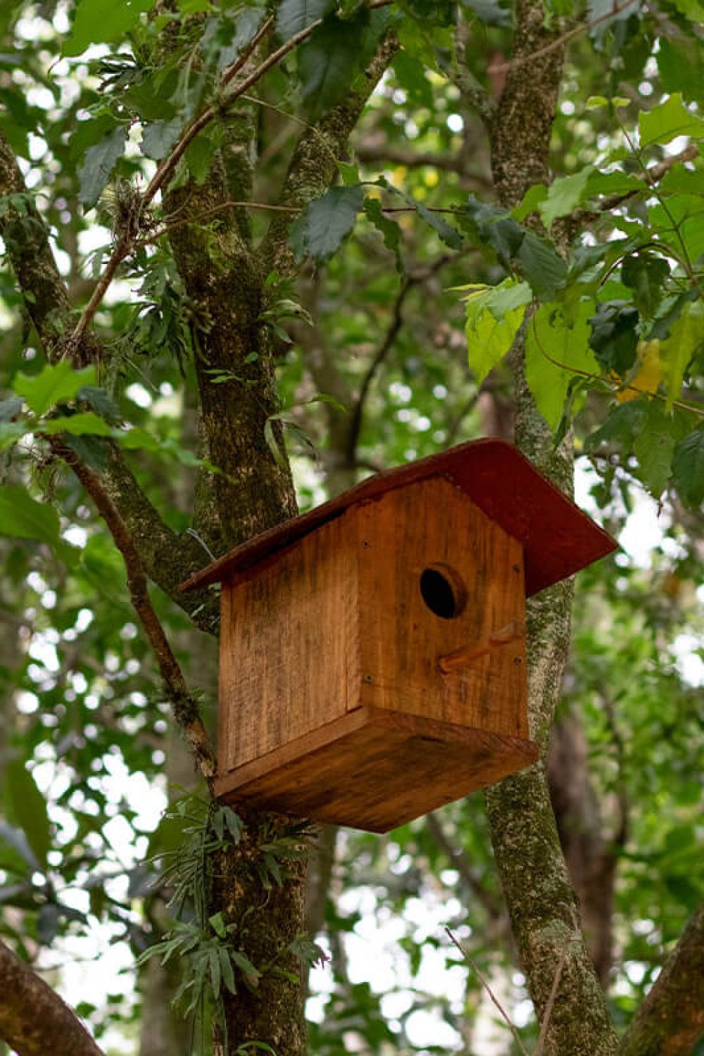 parque vicentina aranha chorinhos e choroes