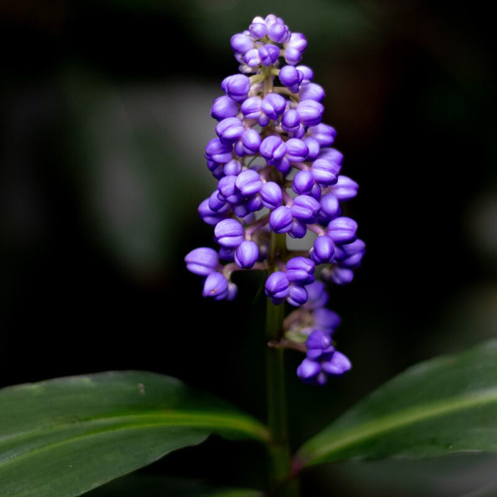 parque vicentina aranha fauna e flora