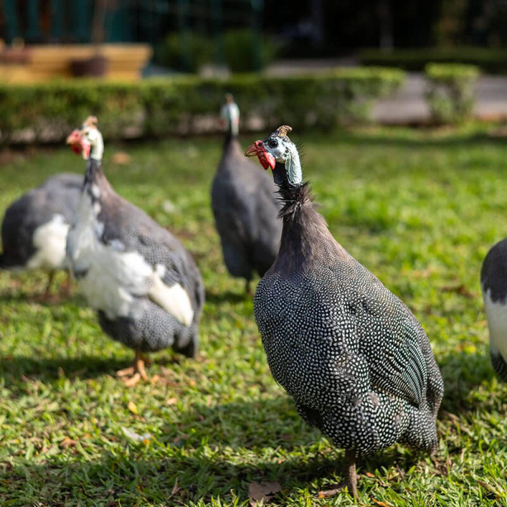 parque vicentina aranha galinhas dangola