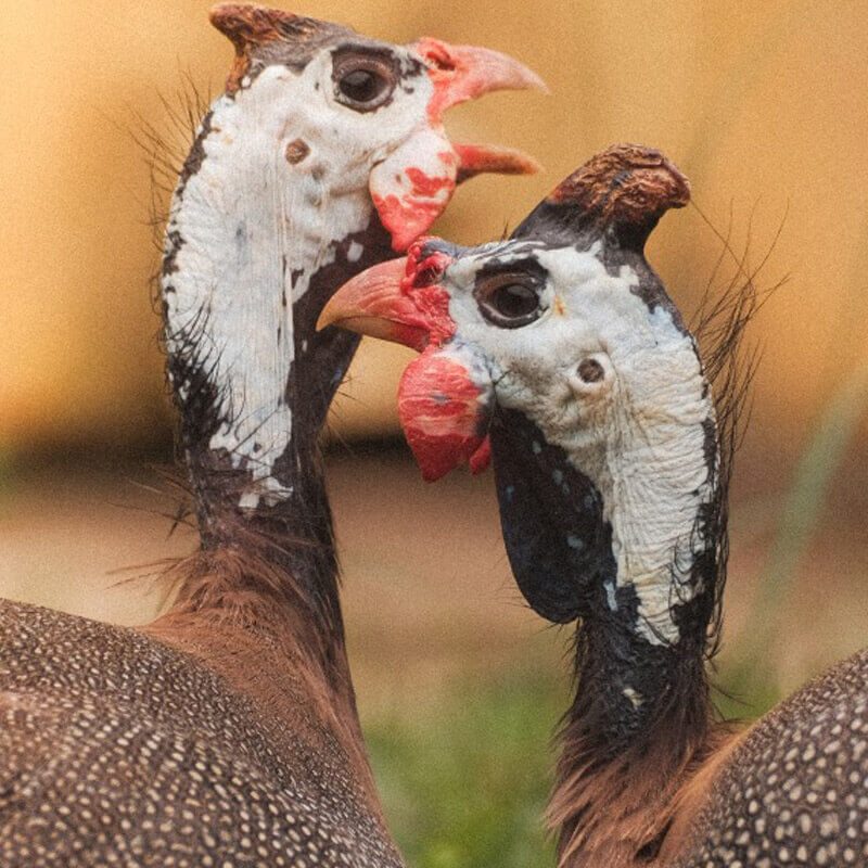 parque vicentina aranha galinhas-d'angola