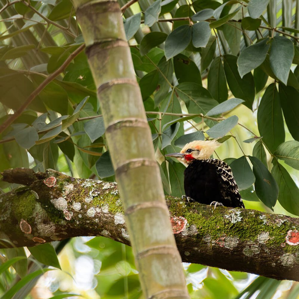 parque vicentina aranha observatorio de passaros