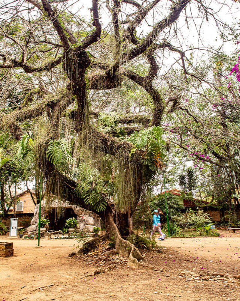 parque vicentina aranha patrimonio natural