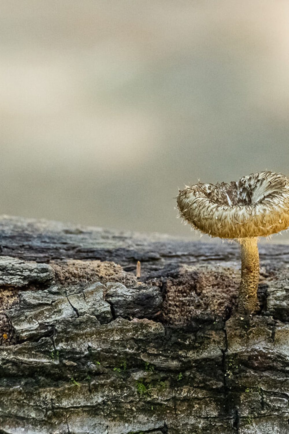parque vicentina aranha plantas